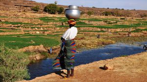 Woman with pots balance on top of her head is standing in foreground overlooking the fields and workers in the distance.